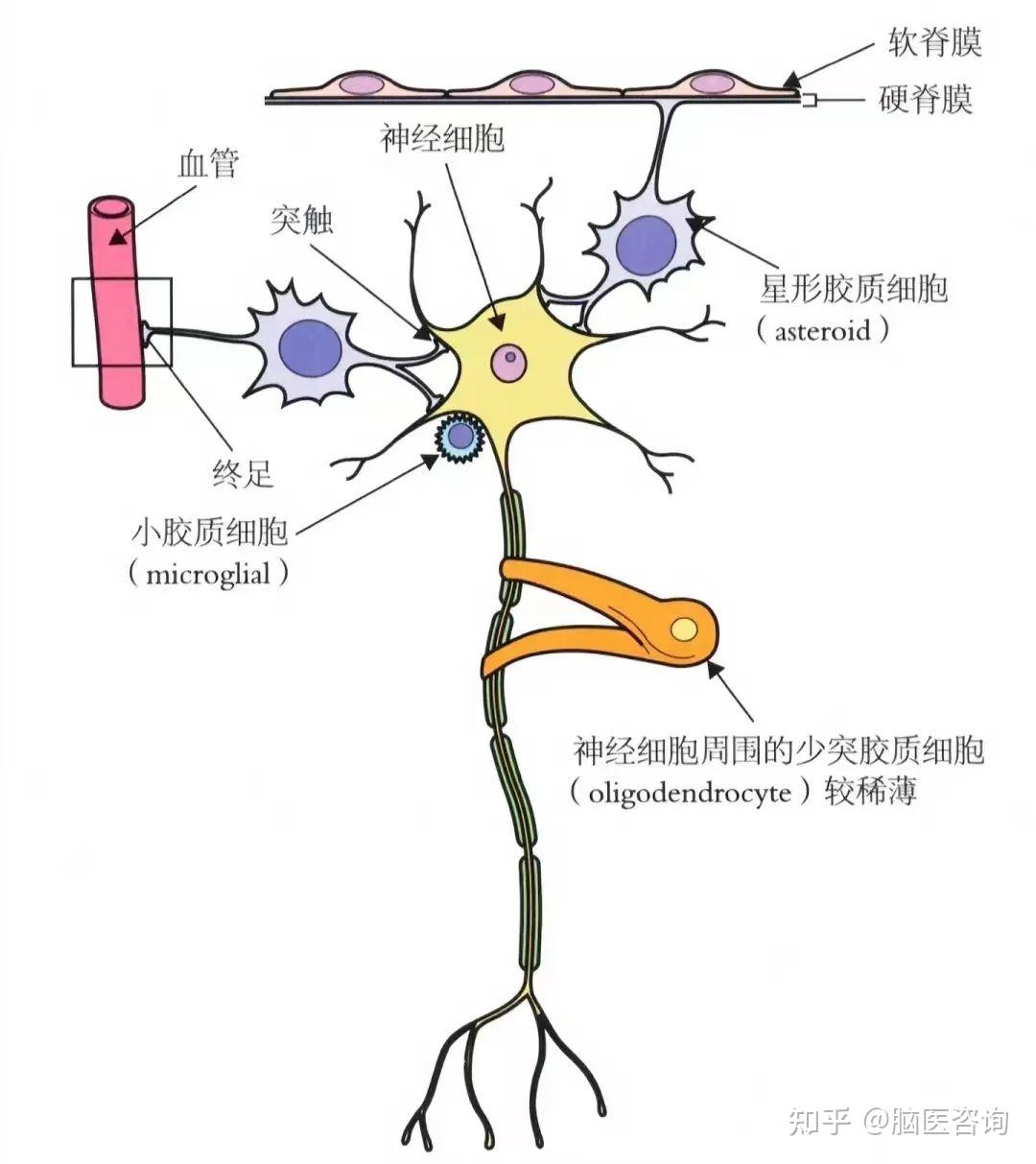 脑胶质瘤是怎么形成的?出现这些症状要警惕!