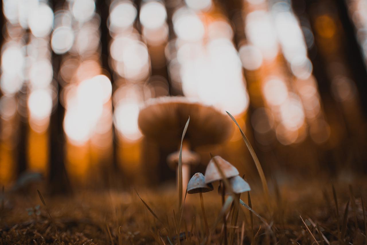 什么植物除霉菌