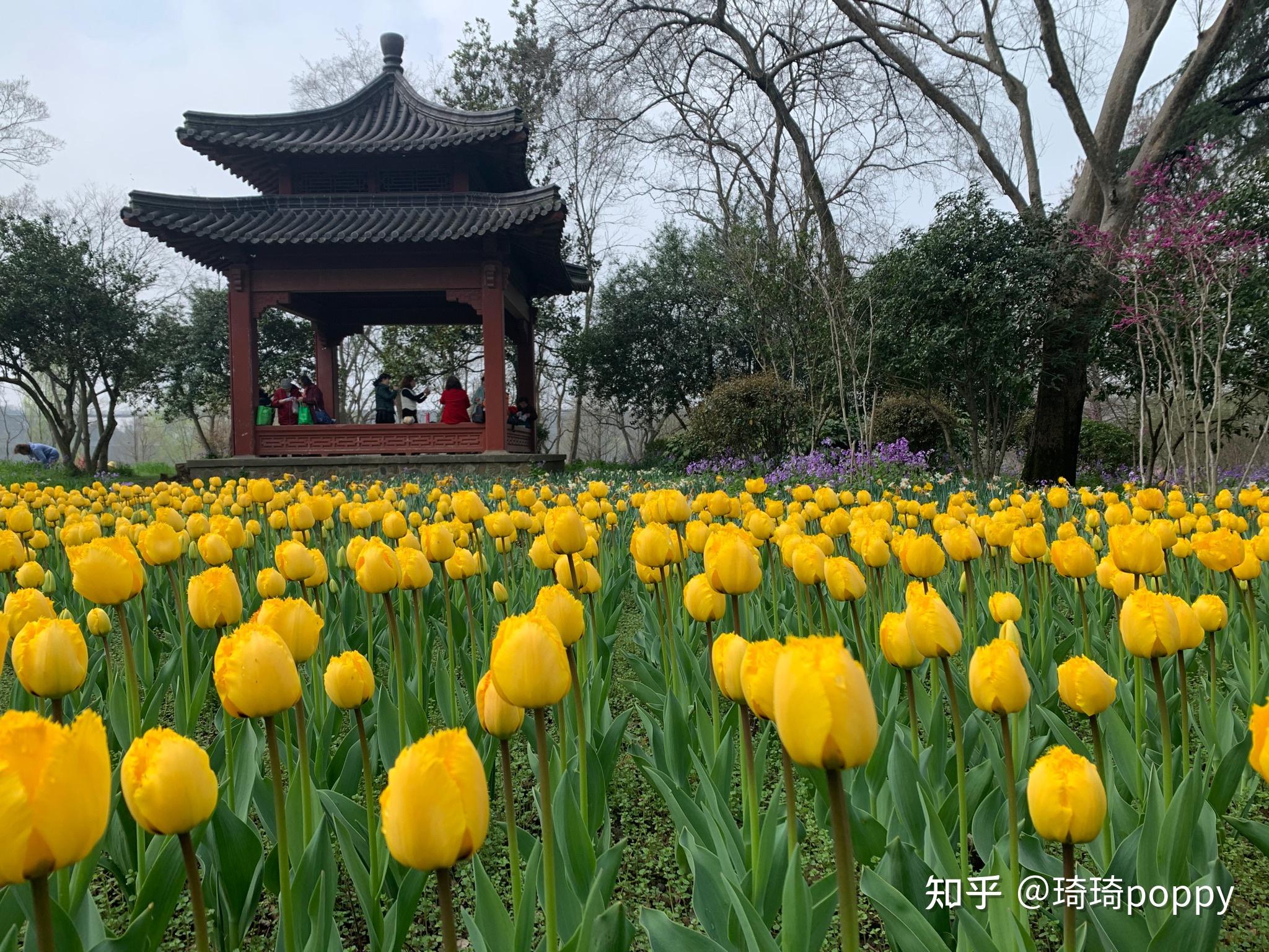 南京植物园 - 知乎
