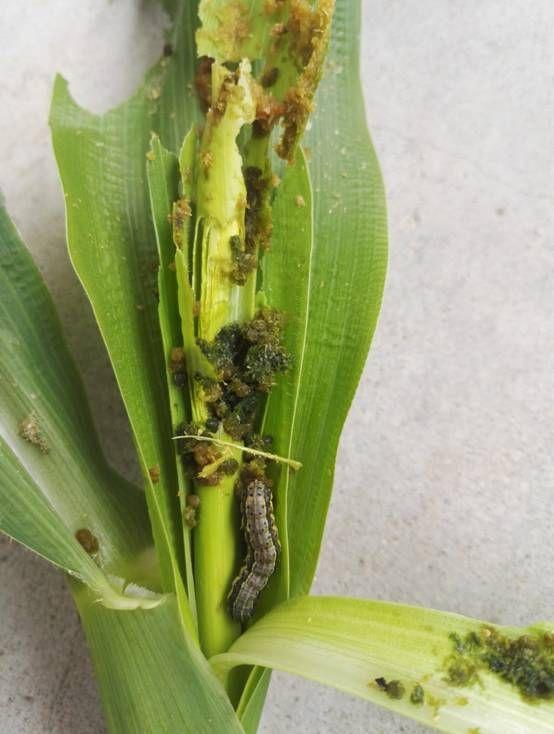 玉米杆上长的虫,吃叶子,应用什么药打虫.虫图如下:?