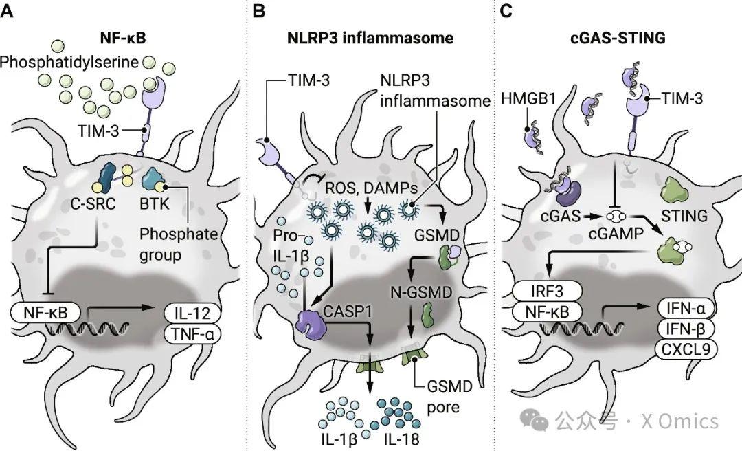 Tim3 Human Science Immunology|超越T细胞耗竭:TIM-3对髓系细胞的调控 - 知乎