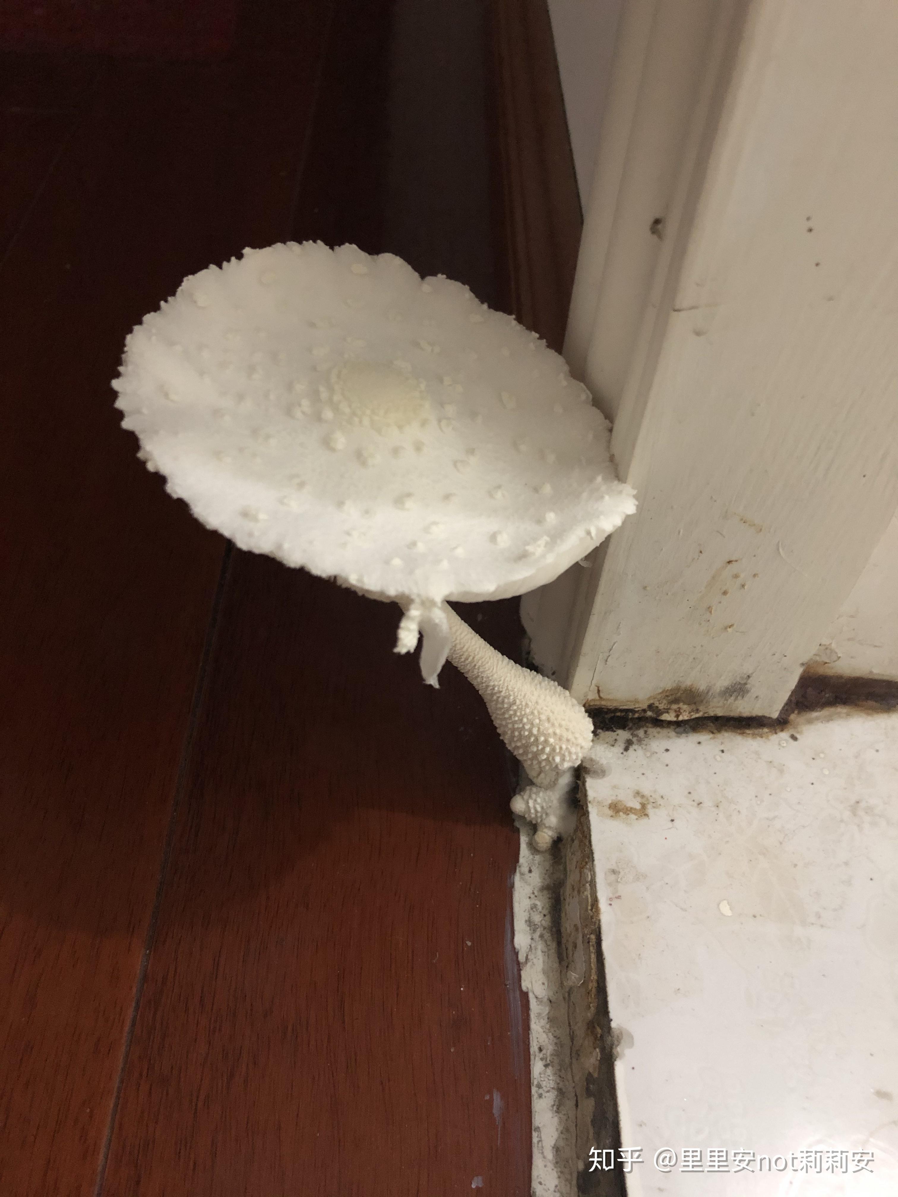 白色的毒蘑菇图片