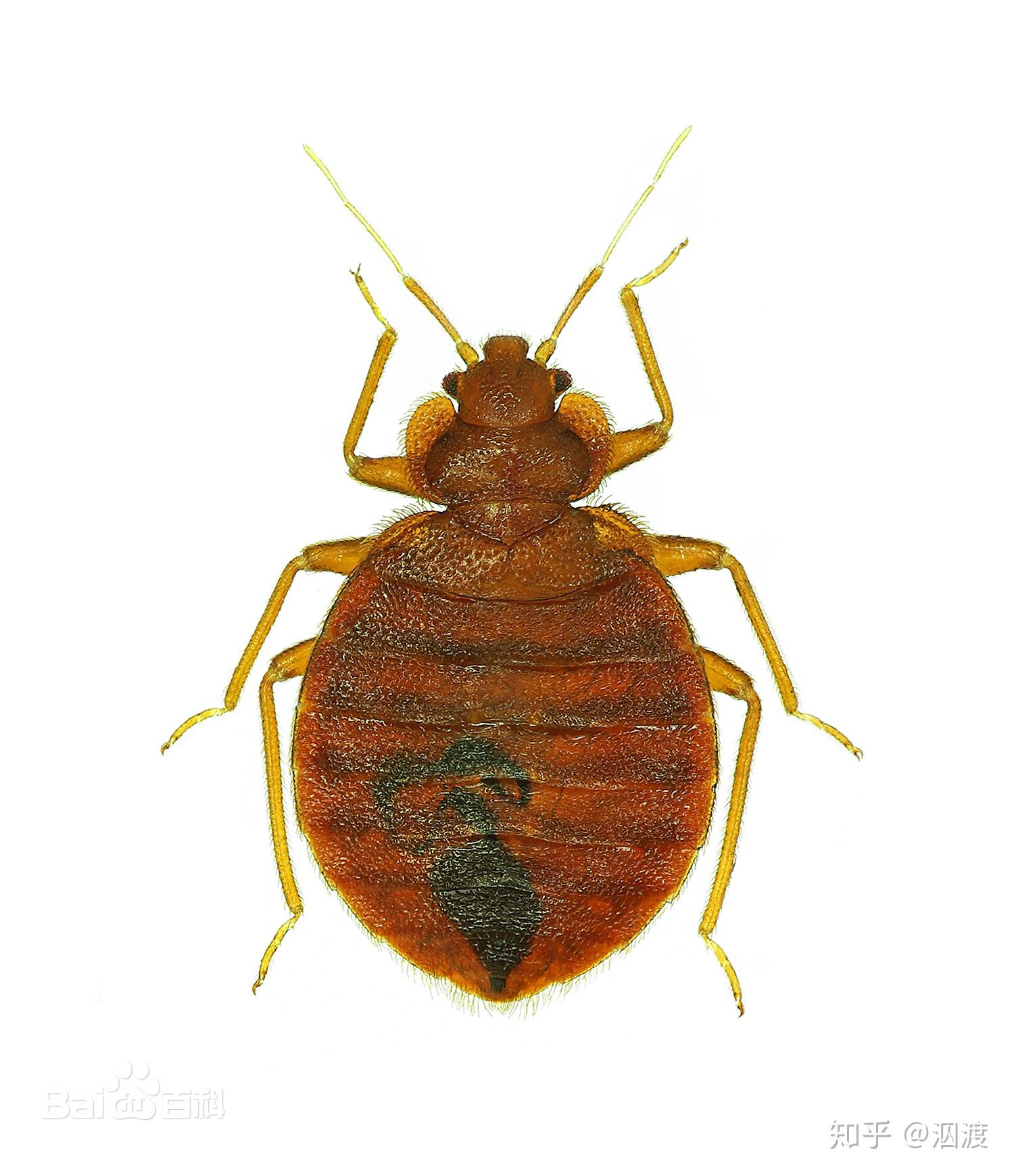 窗台上密密麻麻的褐色小虫子是什么? - 知乎