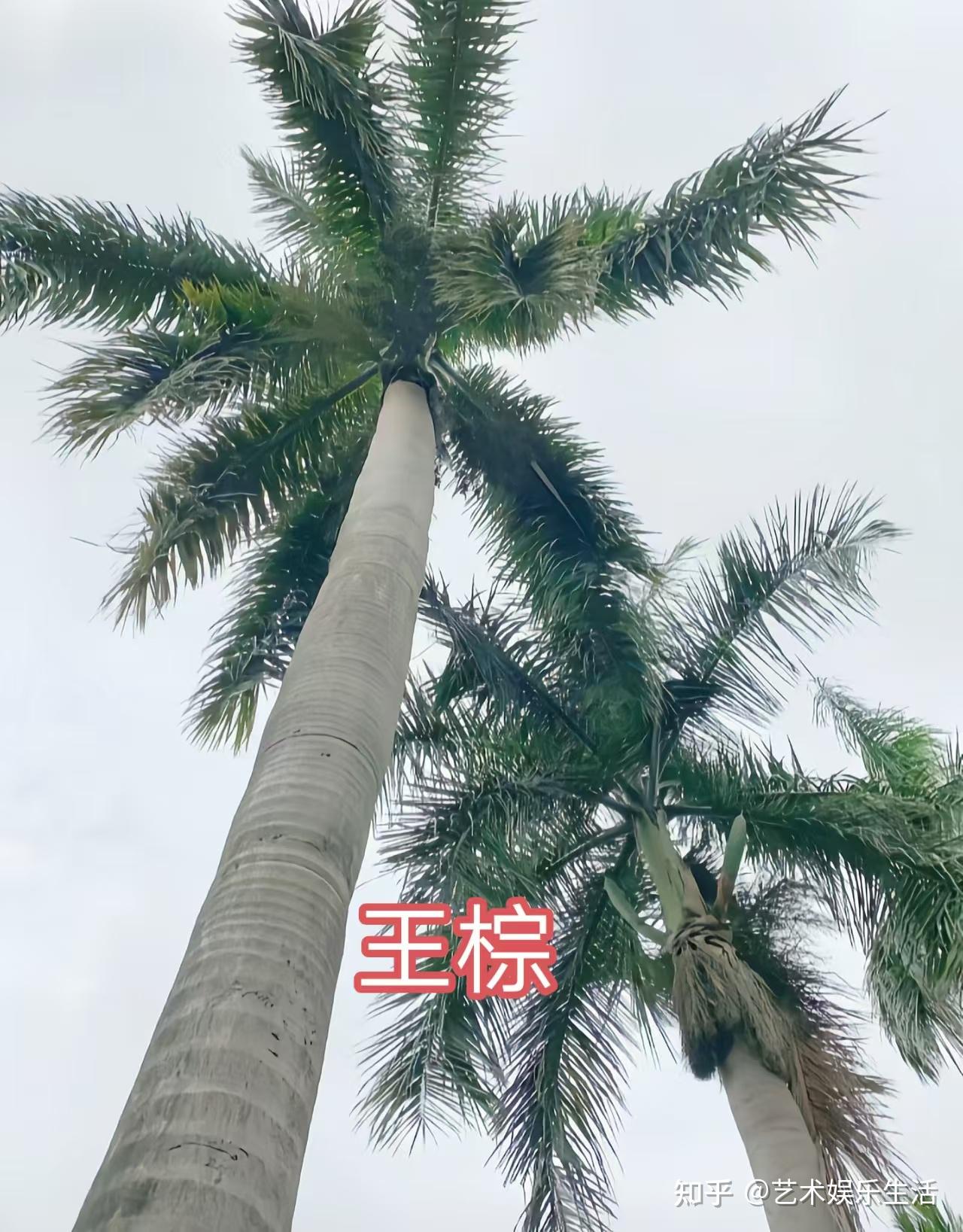 棕榈科的28种代表植物 - 知乎