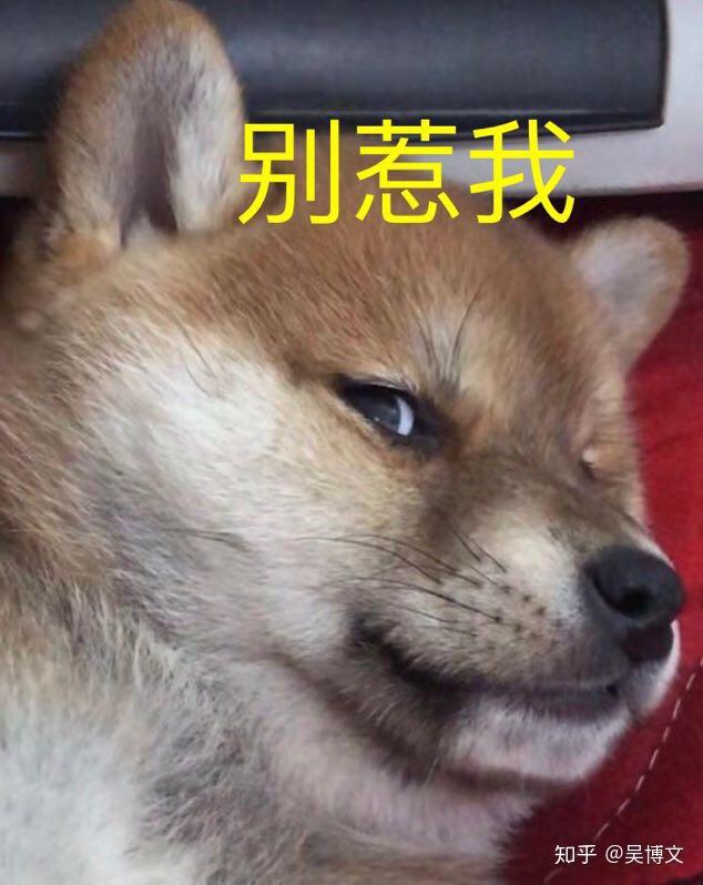 有没有柴犬的表情包.猥琐一点的? - 知乎