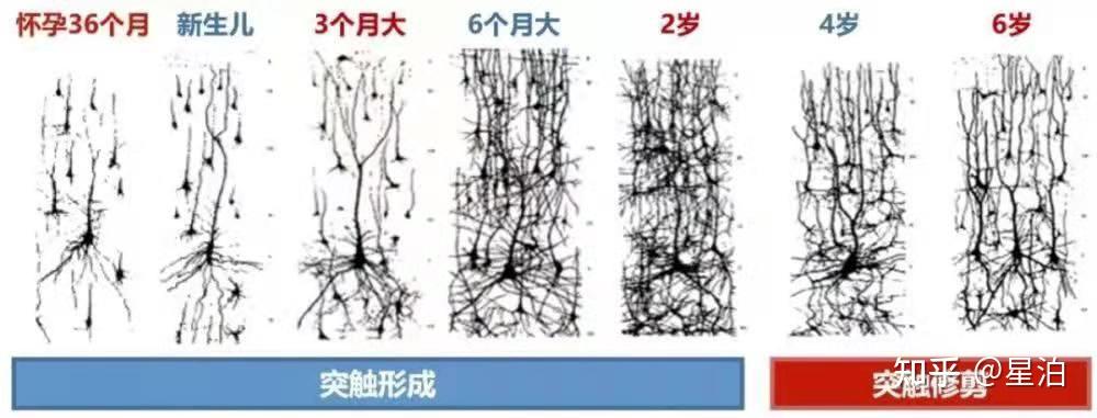 二,大脑发育的核心——神经元和突触