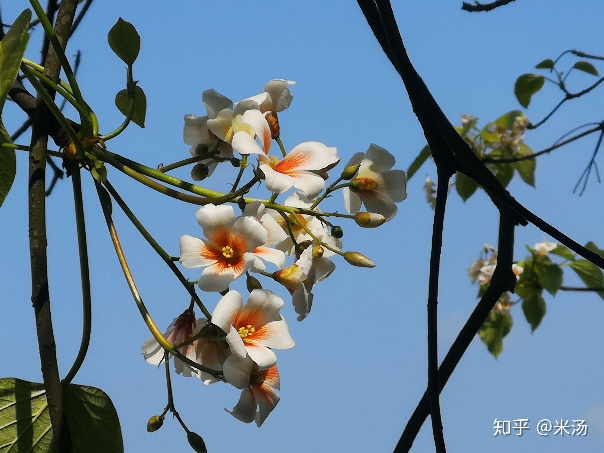 桐花- 知乎