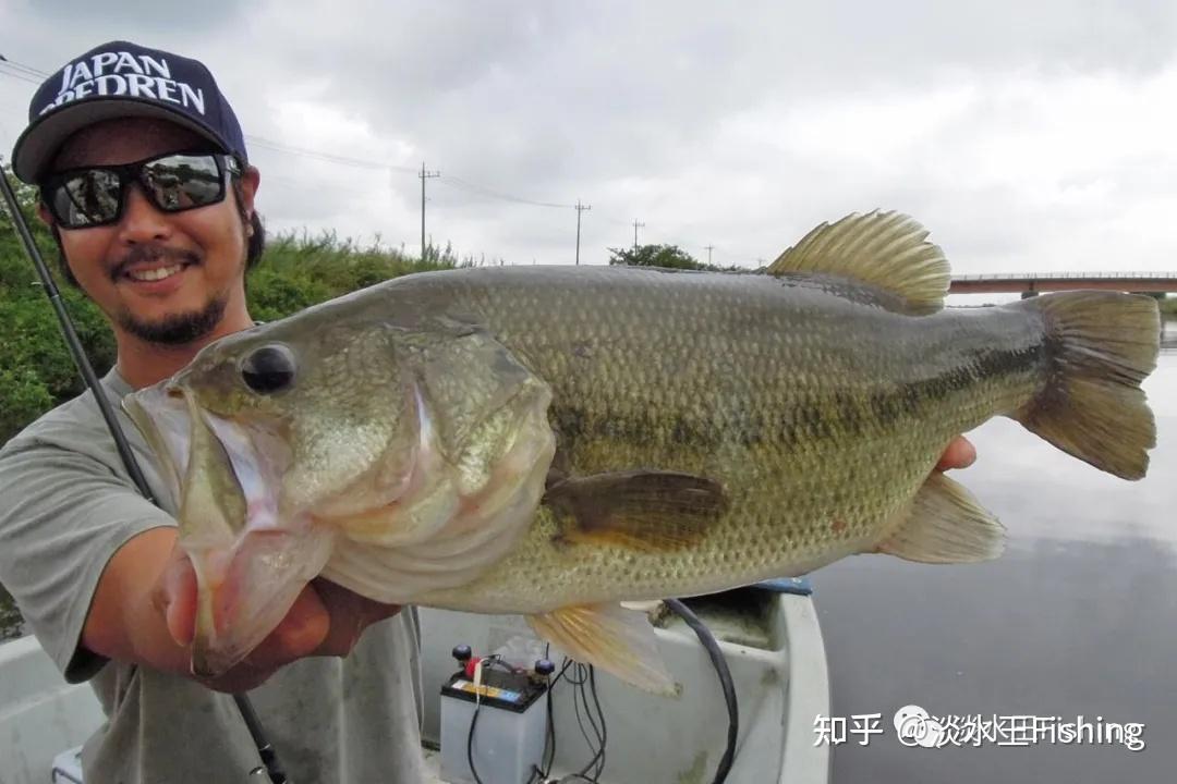 金森隆志叙述日本钓鲈现状岸钓攻略