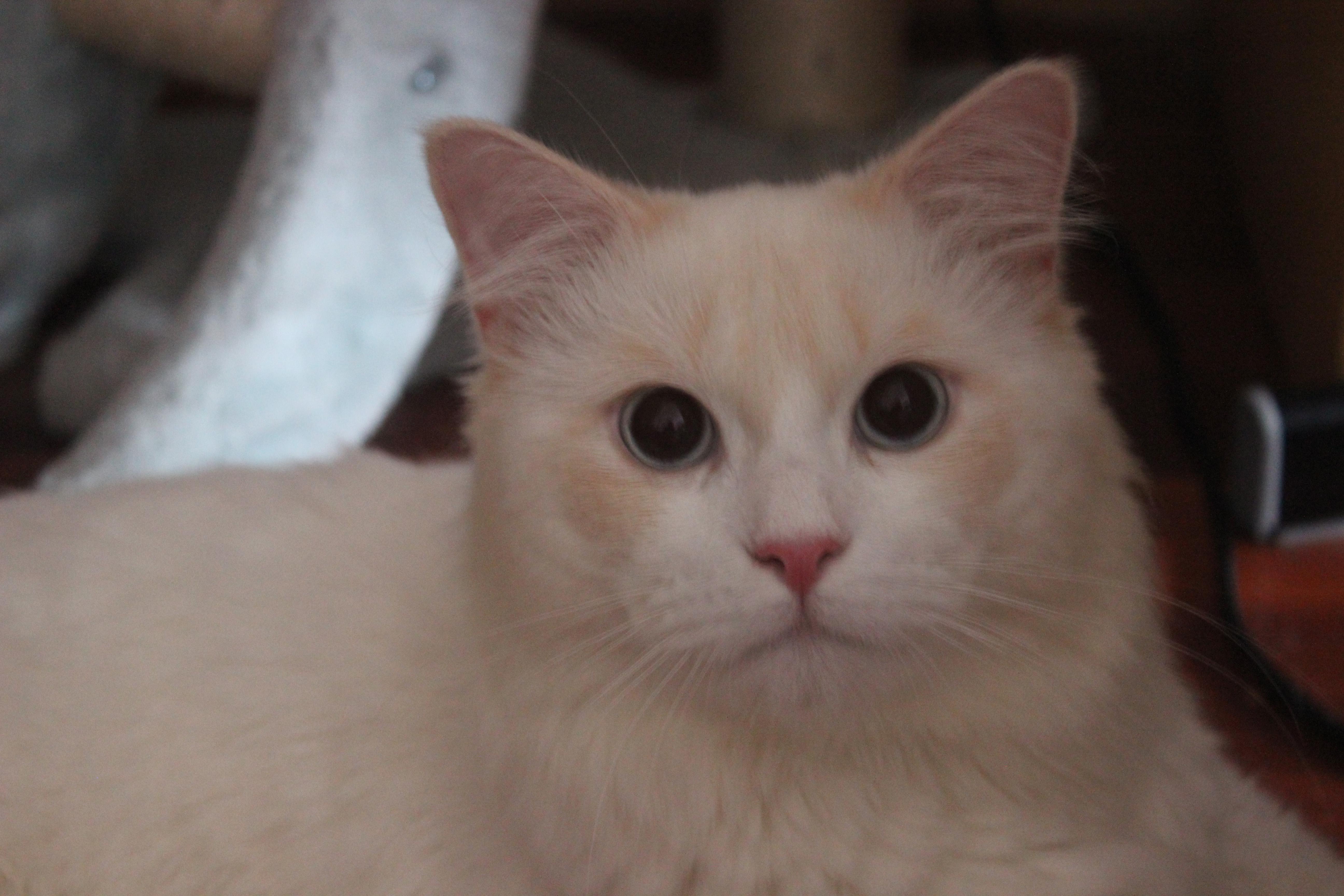 cfaragdollkittencattery养成计划