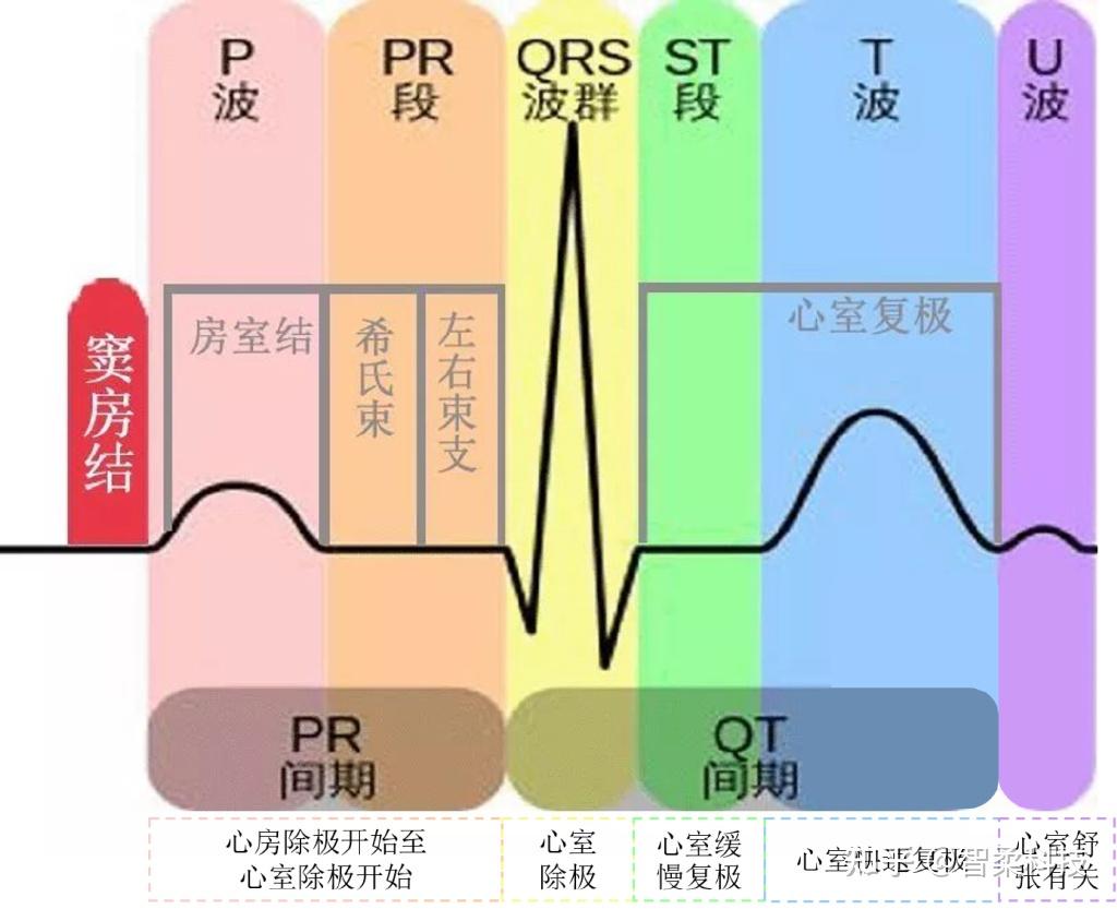 心正常传导路径图图片