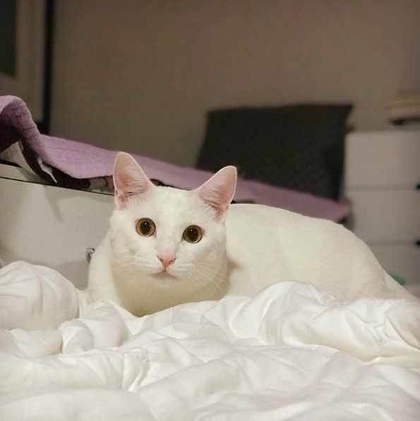 吸猫大会土耳其梵科迪斯猫mihomang