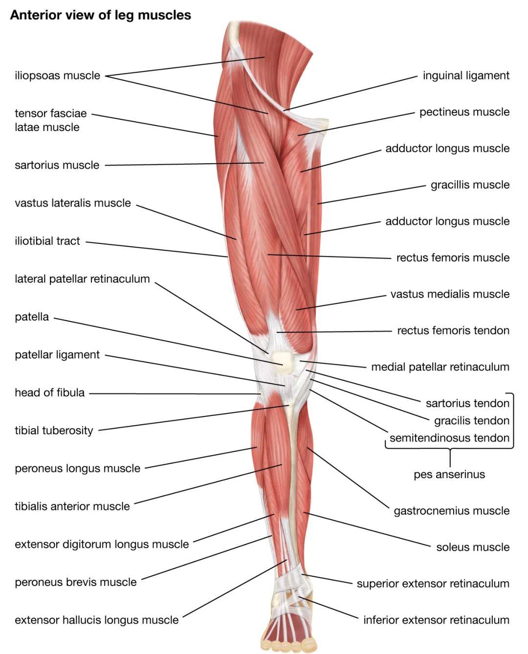 番外章，大白话运动解剖学终结篇（腿部肌肉上） - 知乎