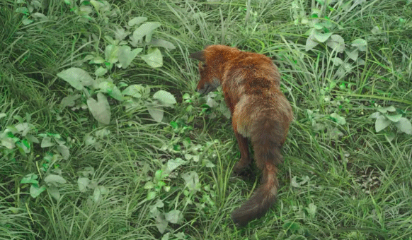 陈立农,李现电影《赤狐书生》定档11月,李现化身狐妖狡黠可爱