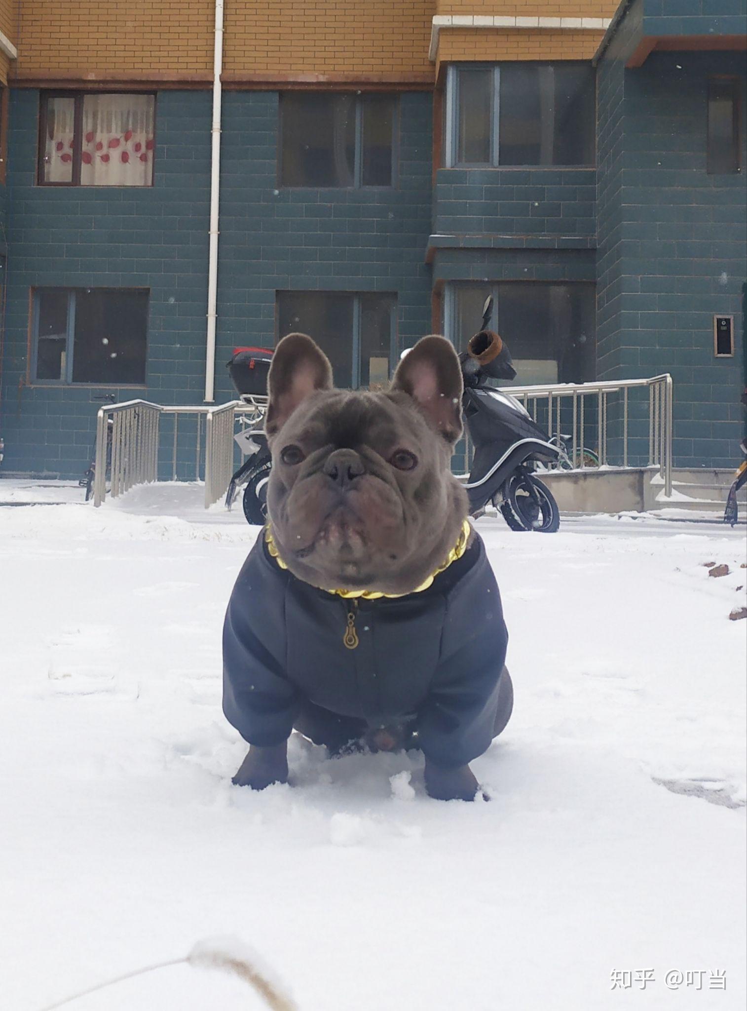 有朋友门分享一下你家的异色法斗么? - 知乎