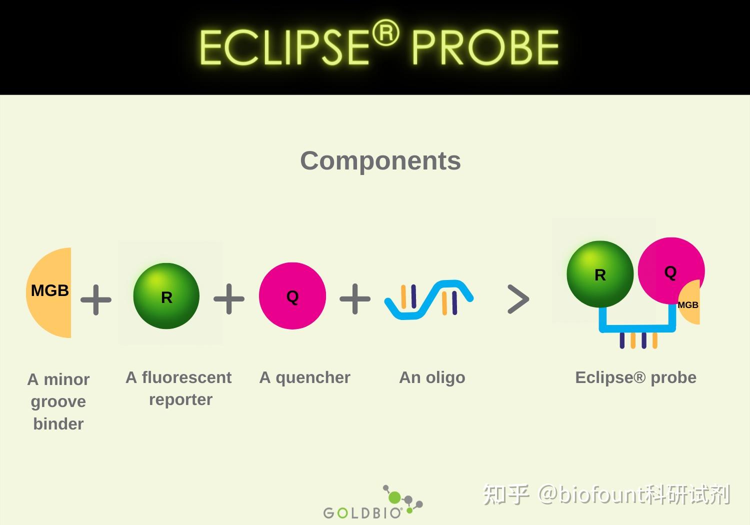 不同种类的PCR探针如何工作-Eclipse® 探针 - 知乎