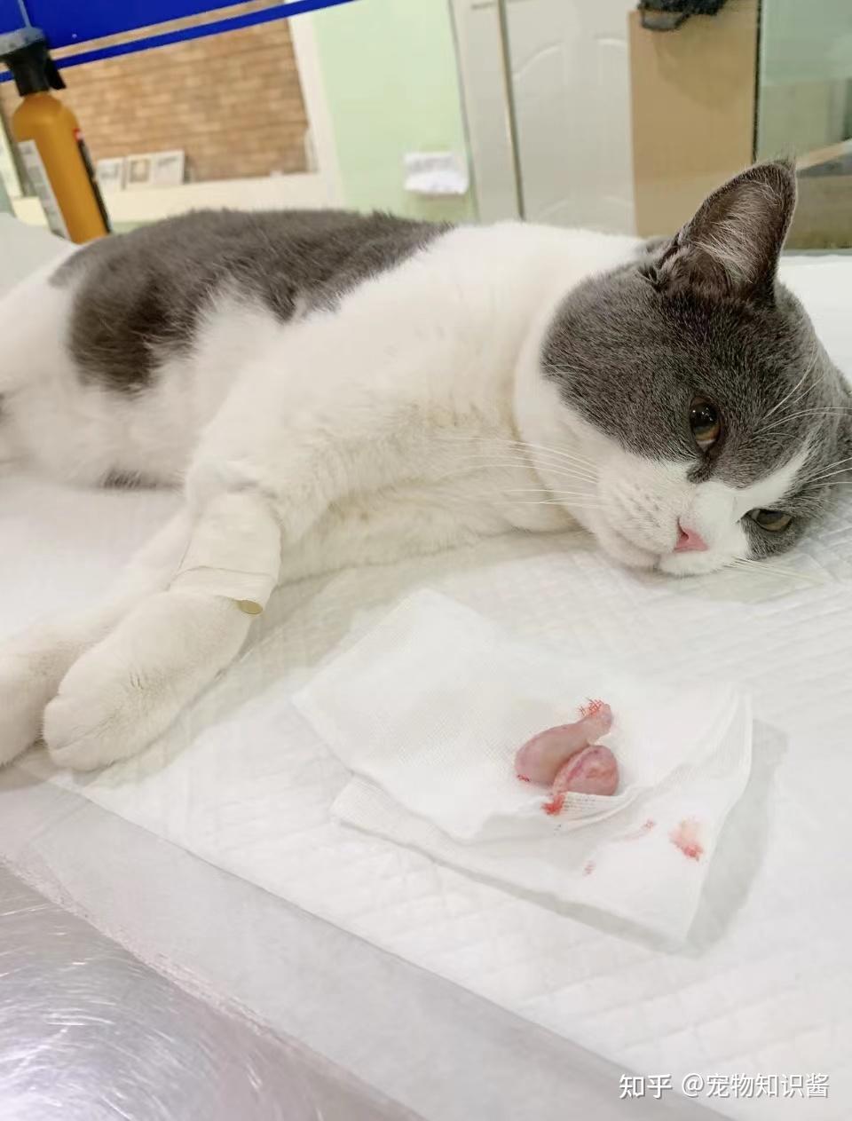 猫发情期间可以做绝育吗? - 知乎