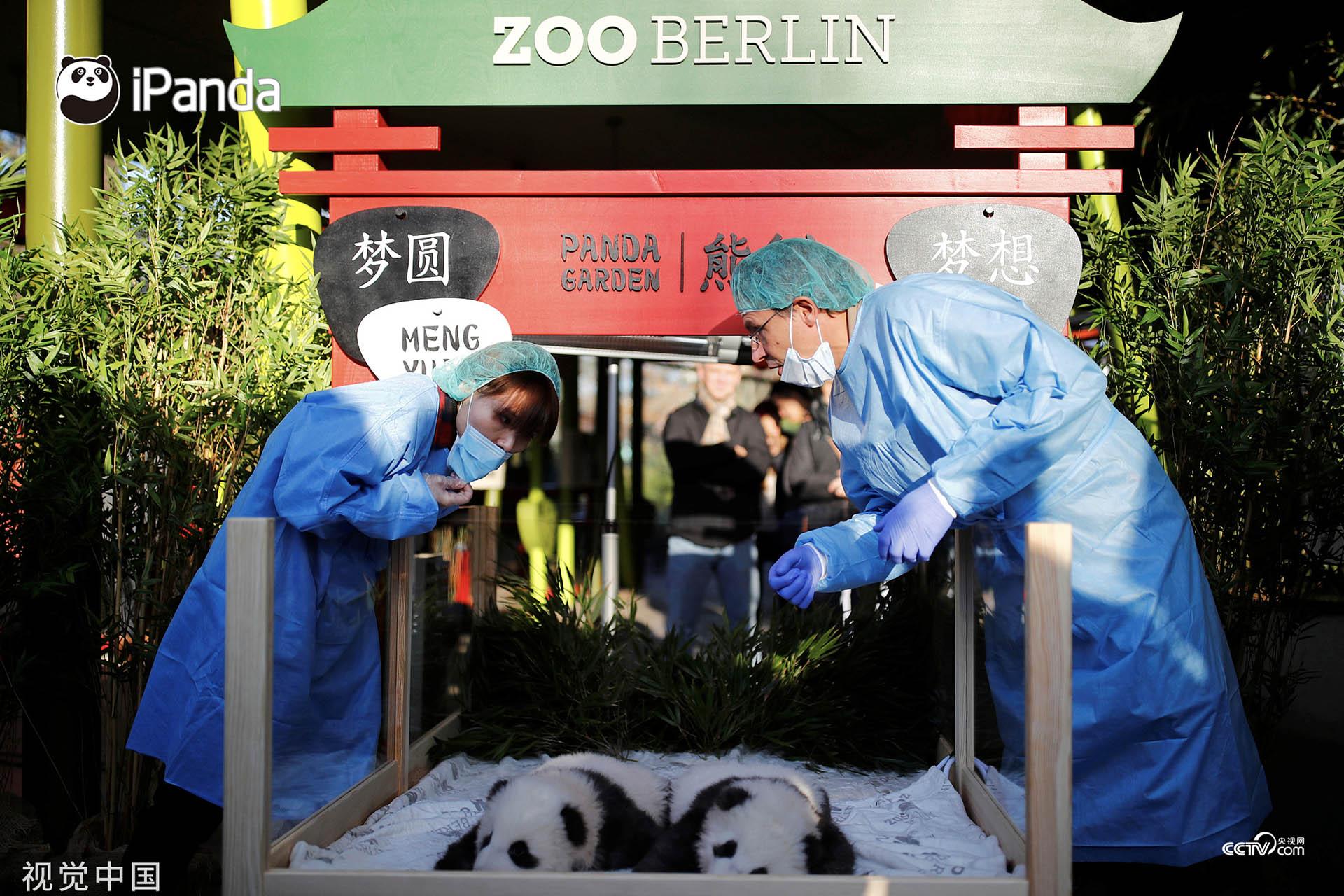 寓意梦想成真!首对旅德新生大熊猫双胞胎获名"梦想""梦圆"