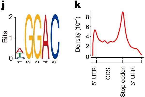 深度丨RNA m6A修饰直接调控肿瘤发生吗？这篇Nature有话说 - 知乎