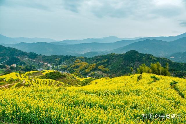 又到油菜花開的季節中國最美油菜花地點和開放時間表送給你們