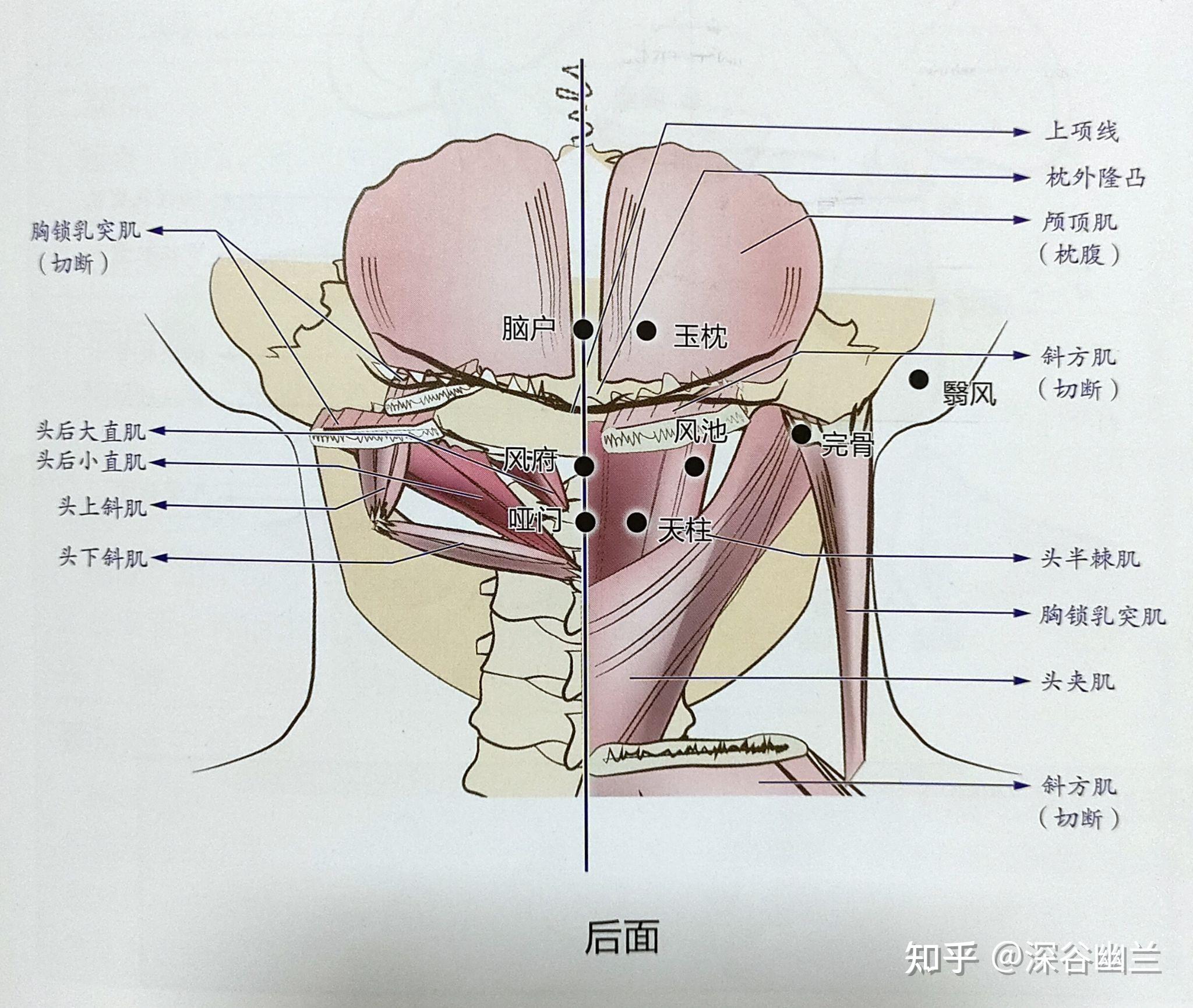 头后大直肌疼痛图片