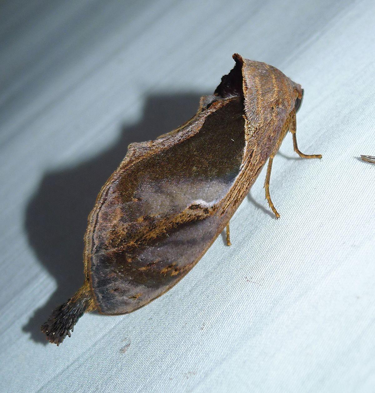 枯叶蝶会把翅膀合拢,变成枯叶的模样,它是怎么知道树叶这个概念的