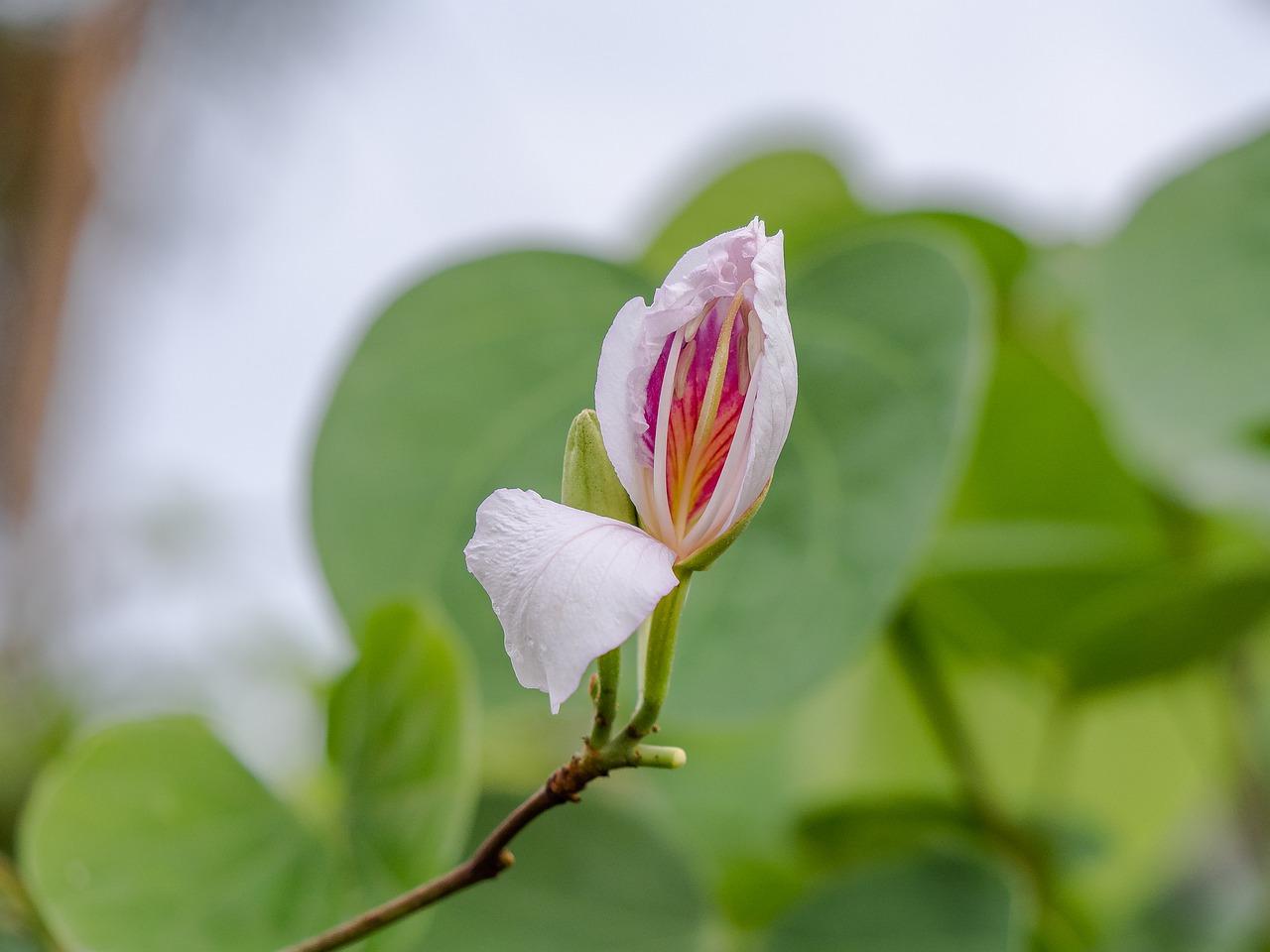 4. 叶片生长周期