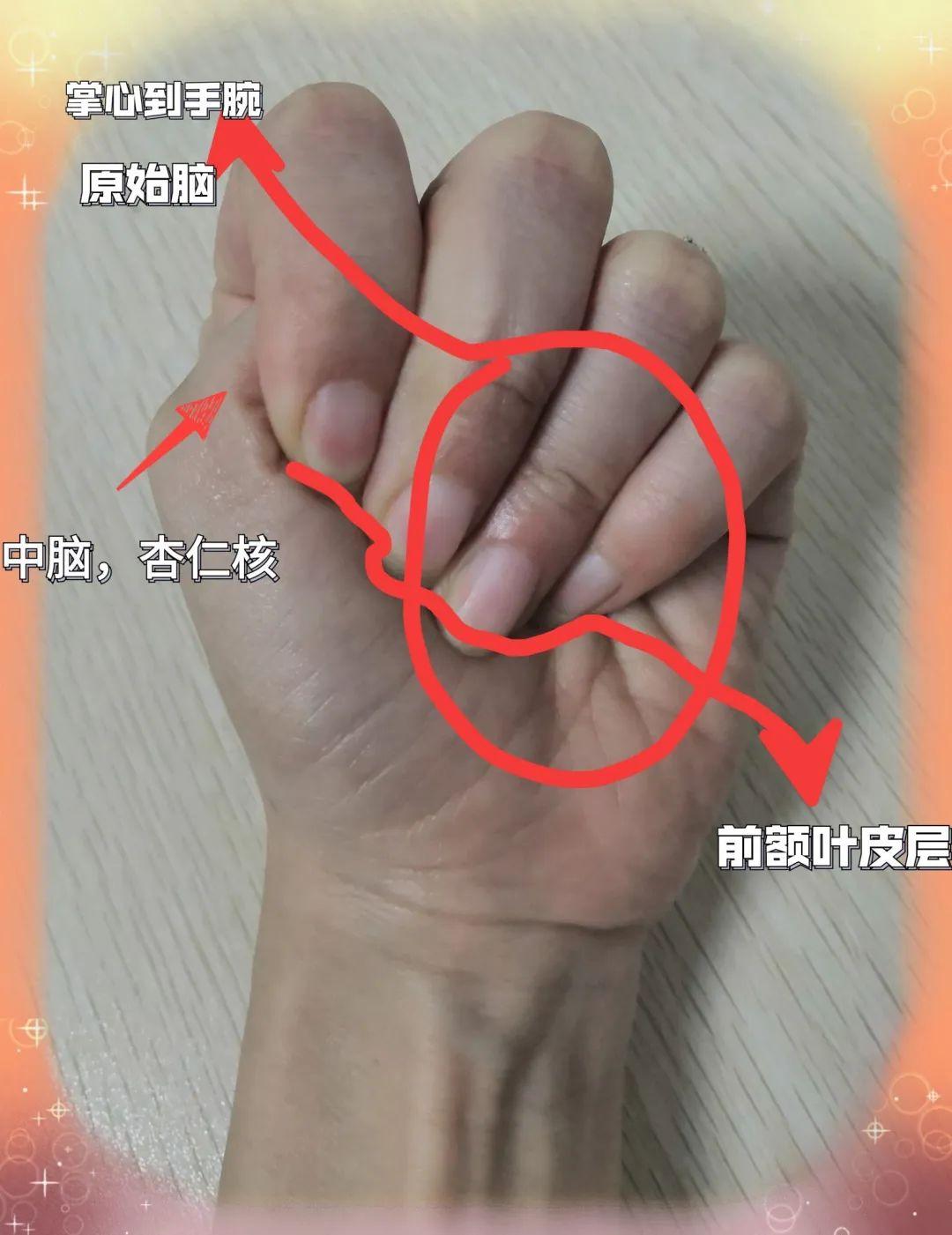 正面管教工具卡之了解大脑
