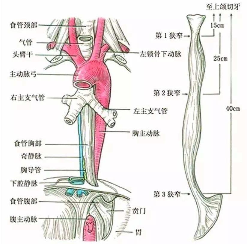女子刷牙时牙刷掉进嘴里顺食道滑入胃中为何会出现这