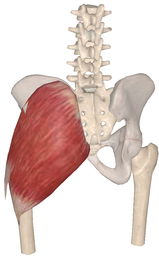 因为臀大肌起点位于"髂骨外面后部,以及骶骨背面,以及骶结节韧带"
