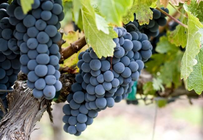 美国仙粉黛zinfandel的前世今生