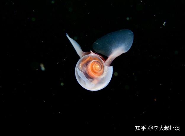 俄罗斯潜水员在白海拍到「海天使」裸海蝶,大海里还有哪些大家不熟悉