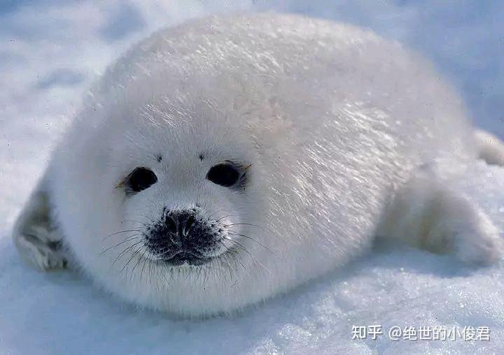 世界上能萌化你心的小动物前十名(第七名) - 知乎