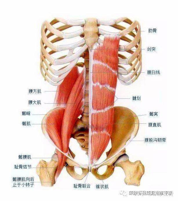 腹肌弓状线图片