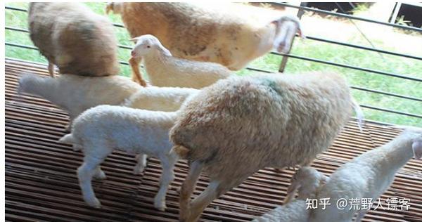 羔羊怎么养殖?羔羊的饲养管理 - 知乎