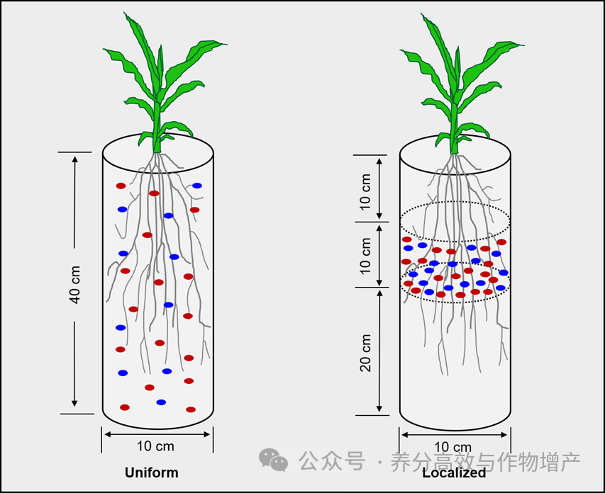 【Field Crops Res.】耦合磷肥类型和施用方式通过改变玉米根系特性和根际过程促进生长和磷吸收 - 知乎