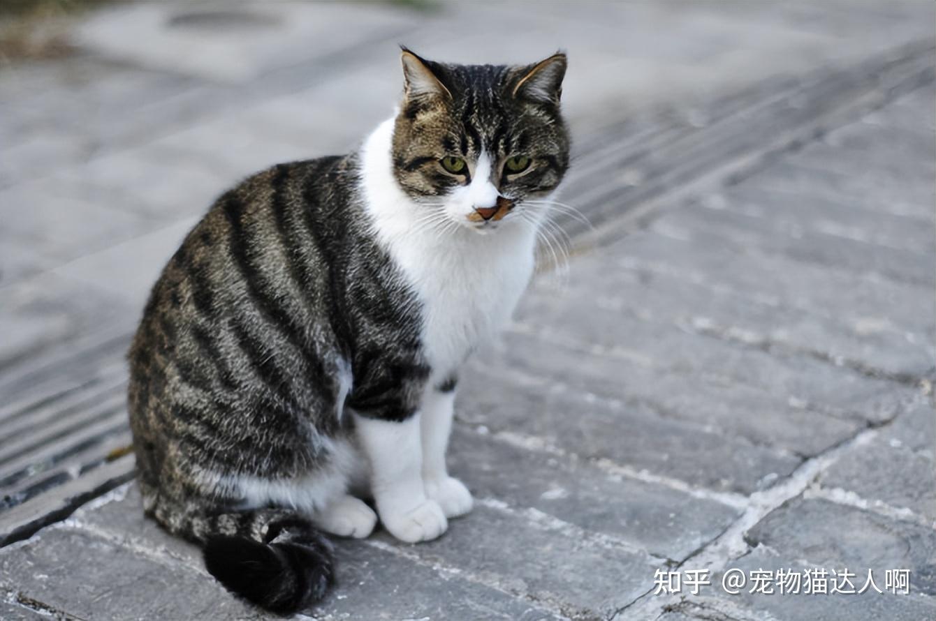 公益无边际,这样救助流浪猫,它会感激你一辈子!