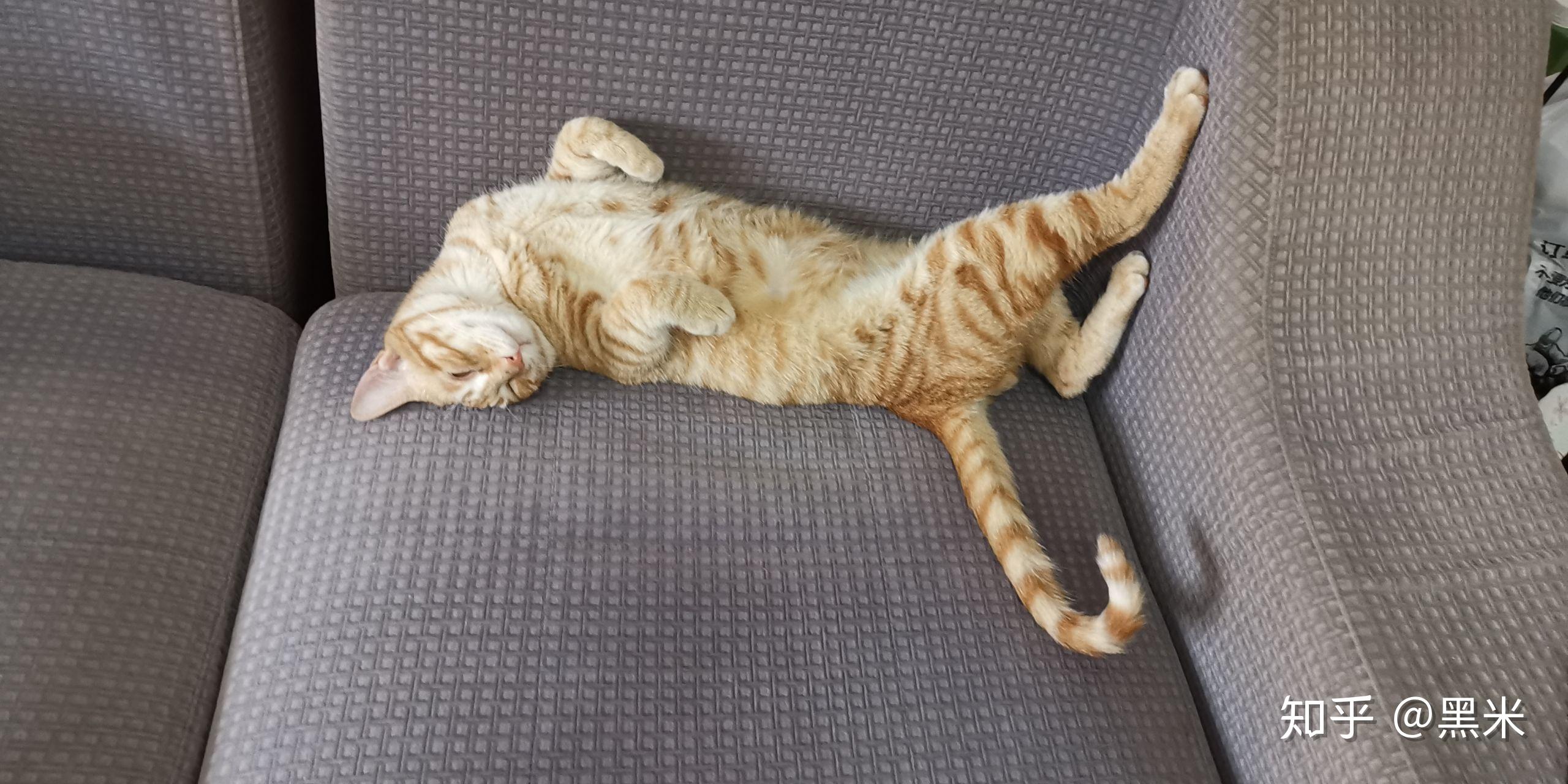 为什么猫咪会四肢朝天仰着睡觉? - 知乎