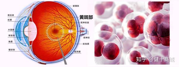 雨生红球藻研究与新发现