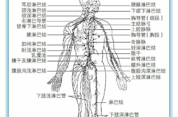 什么原因会引起淋巴结肿大疼痛 v2-bc5e414603caca384bc5f84578bde167_1440w.jpg?source=172ae18b