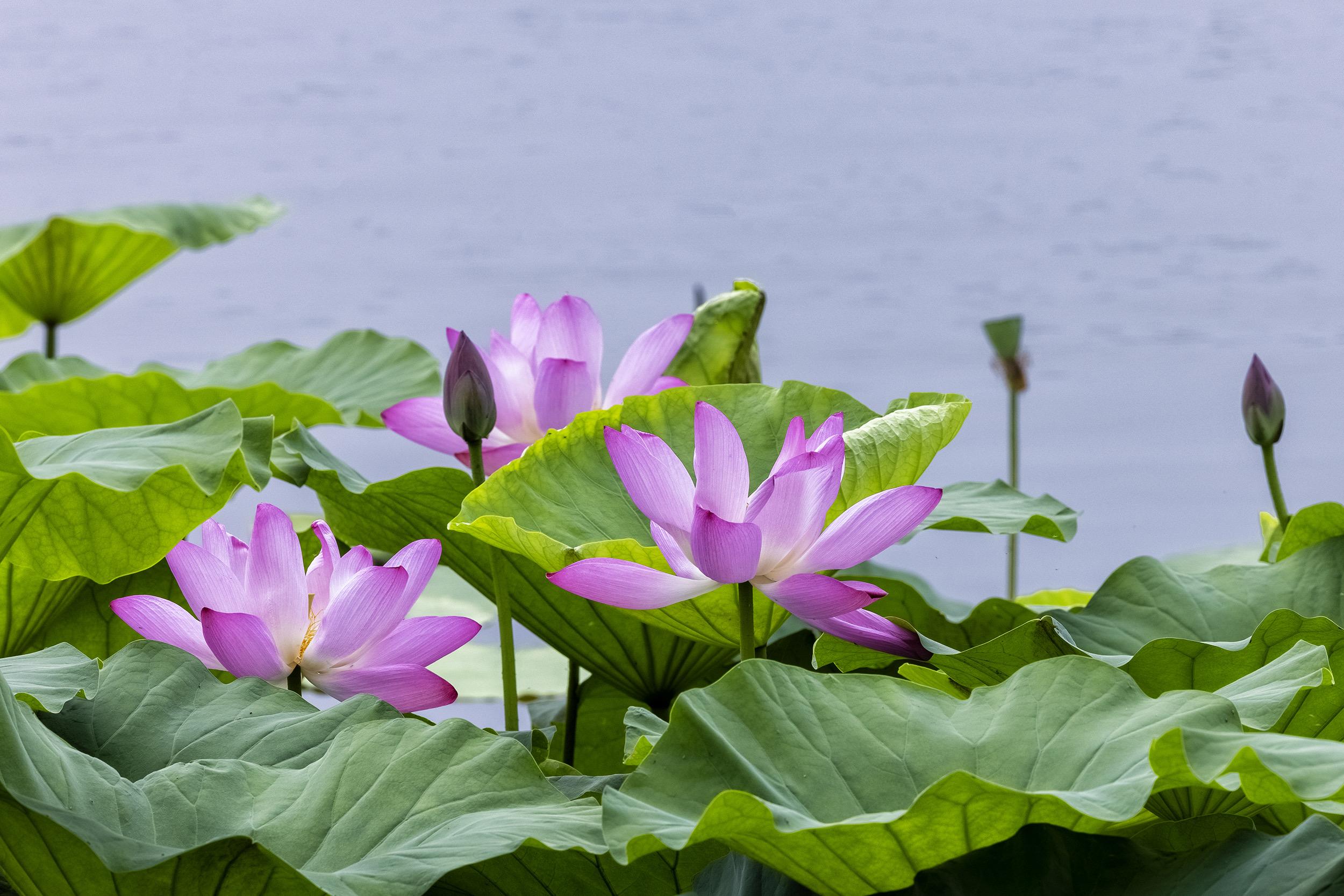 一句"出淤泥而不染,濯清涟而不妖",道出了莲之风骨,也使世人更爱莲花