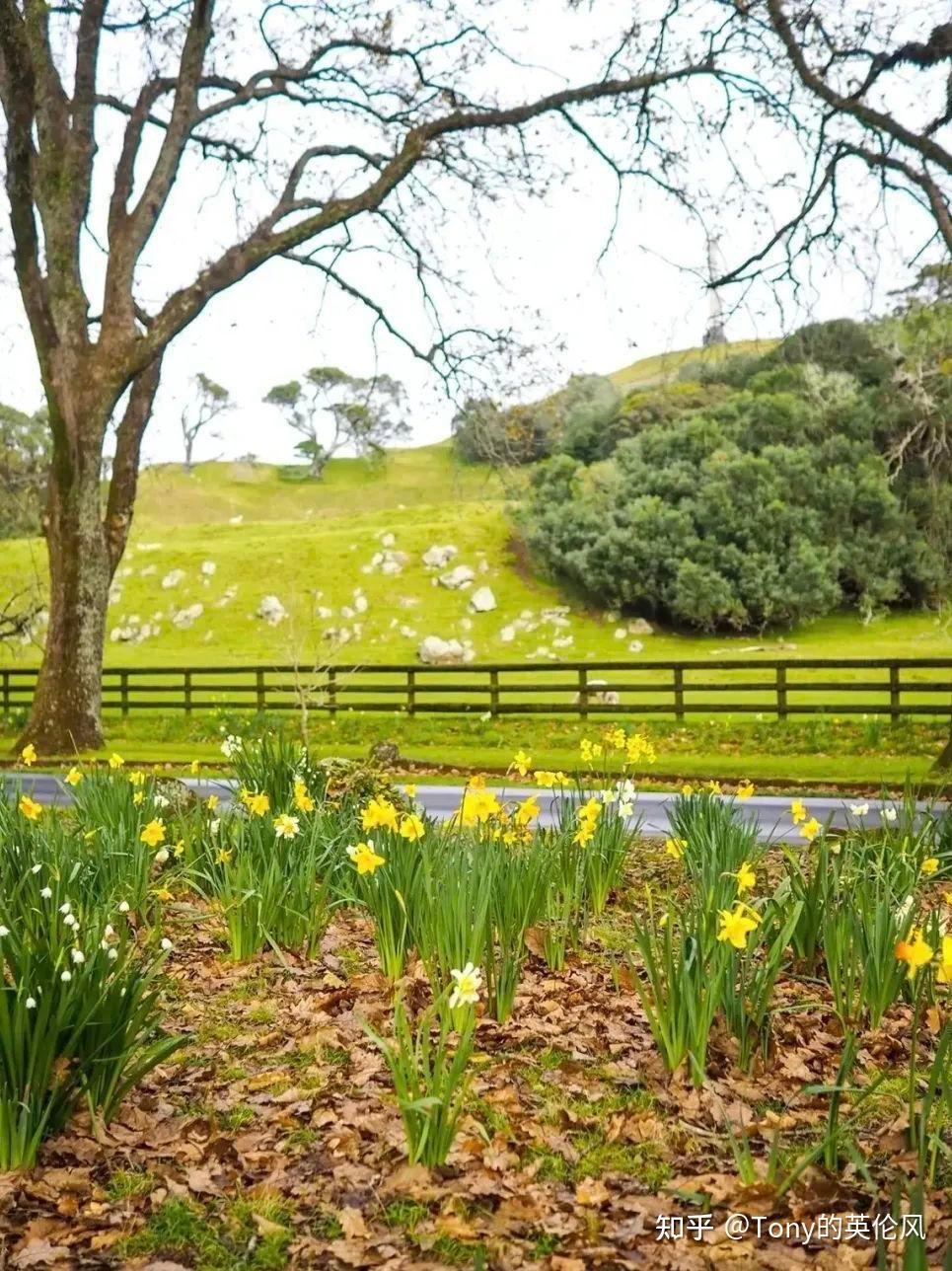 I Wandered Lonely As A Cloud Play Audio By William Wordsworth Meaning