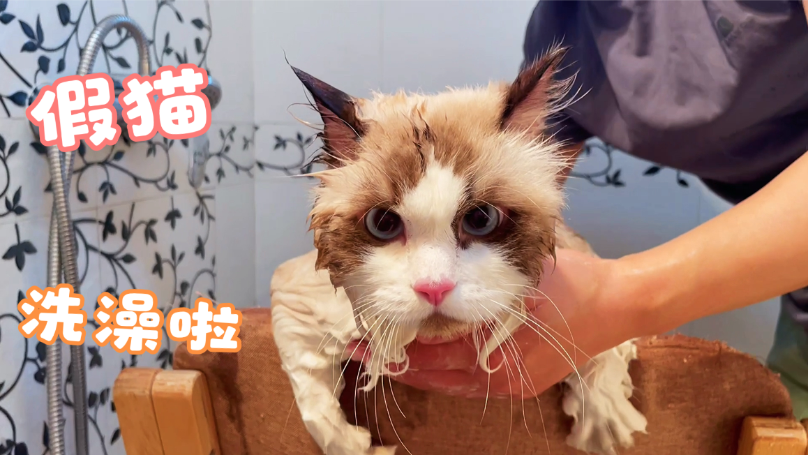 萌猫下山啦遛猫时一万的体型吓到遛狗的邻居啦