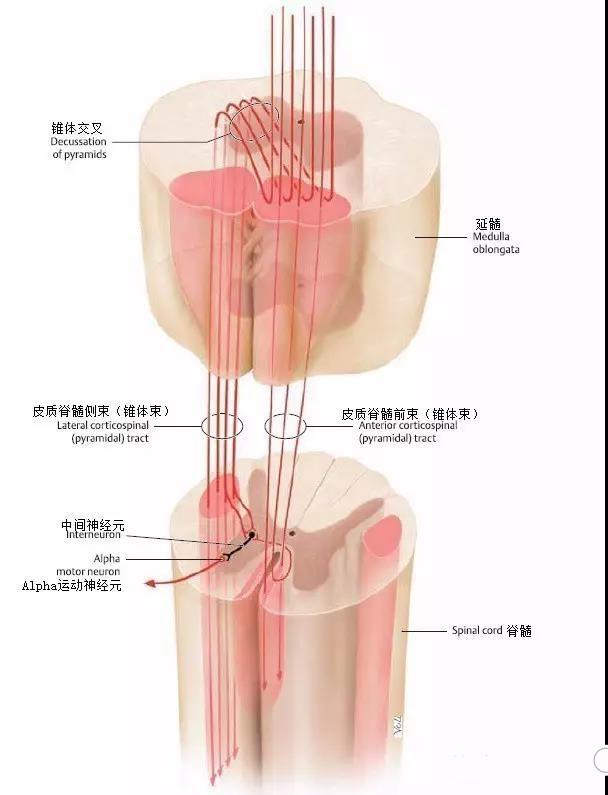 锥体束传导图片