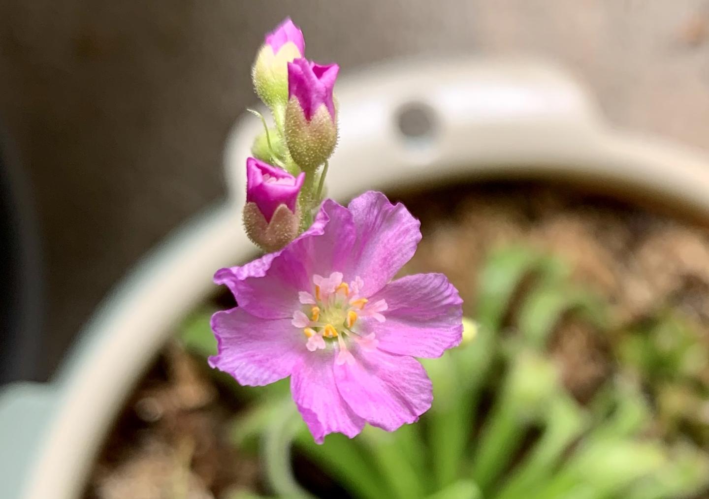 与众不同 好养好看的食虫植物 好望角茅膏菜 知乎