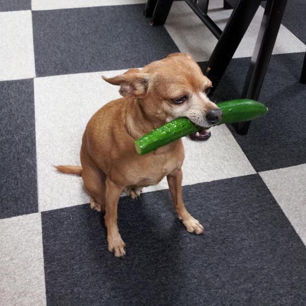 我家狗爱上吃黄瓜,狗能吃黄瓜吗?