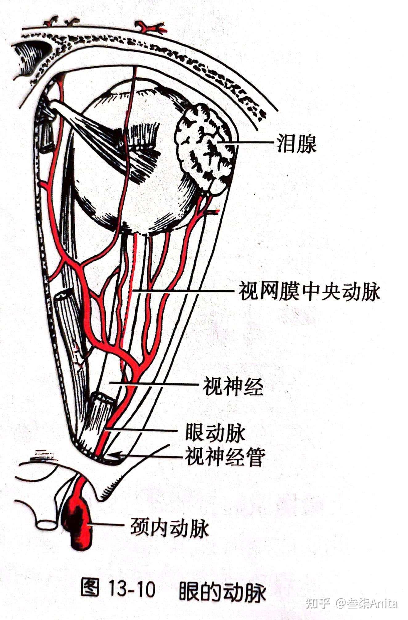 视神经鞘解剖图片