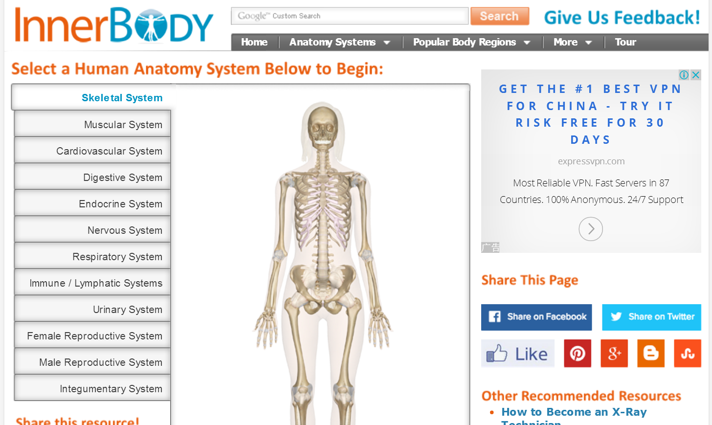 musclesystem图片