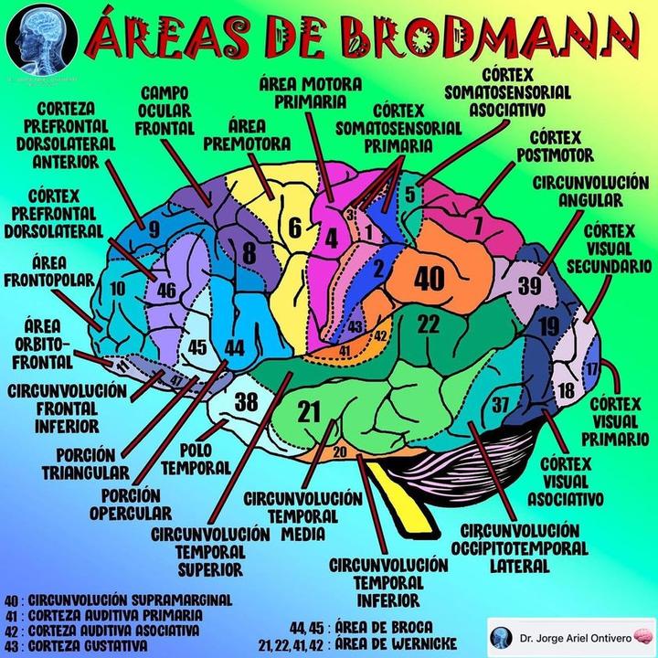 用brodmannarea布罗德曼大脑分区诠释精神类疾病自闭症脑瘫抑郁症癫痫