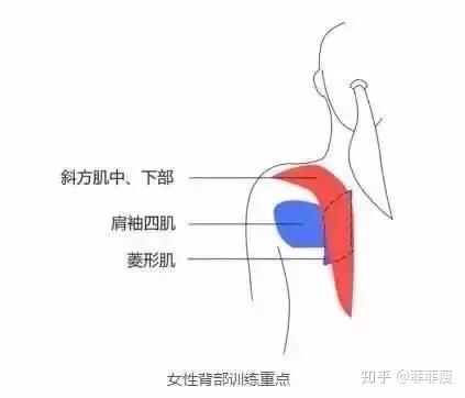 美不美看后背 号称第二性感线的背沟如何练 知乎