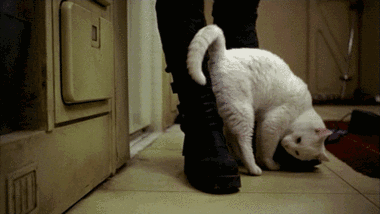 猫咪“弓着背”走路是生病了吗?迷惑姿势背后的原因 ,你需要知道! - 知乎